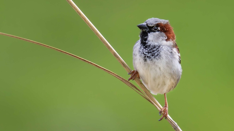 House Sparrow - Kildonan - Isle of Arran - Scotland