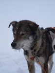 Husky 00989