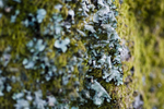 Tree - 1679