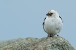 Snow Bunting (male), front view, Jokulsarlon, Iceland