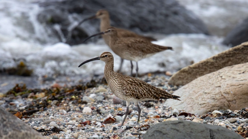 Eurasian Whimbrel - Kildonan - Isle of Arran - Scotland