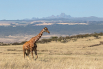 Reticulated Giraffe with Mt Kenya beyond