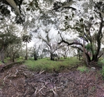 Along the Myakka River, Sarasota