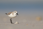 Sanderling walking on beach, Fort De Soto, Florida