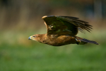 Tawny Eagle