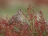 Magellanic Snipe calling, Sea Lion Island, Falklands