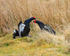 Black Grouse fighting, Scotland
