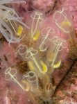 Clavelina lepadiformis