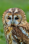 tawny owl Strix aluco-6861