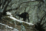 Himalayan musk deer in Everest N.P.