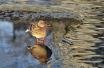 Mallard