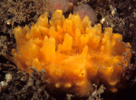 Polymastia boletiformis