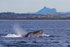Mt Warning humpback nose. 0A3A1847