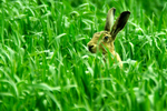 European Hare - Farmland