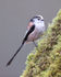 Long-tailed Tit side view, Otterbourne, Hampshire