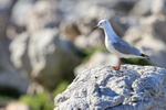 Hartlaub's Gull perched on rock, Betty's Bay, South Africa