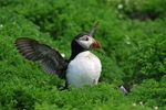 Puffin