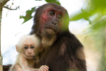 Mother and baby stump-tailed Macaques
