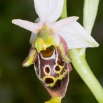 Late Spider Orchid (Ophrys fuciflora)