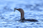 Red-throated Diver with fish, Floi, Iceland