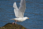 Glaucous Gull