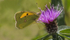 Clouded Yellow