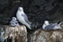 Black-legged Kittiwakes (adult & juvenile)