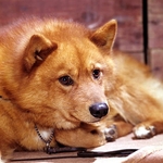 Finnish Spitz dog