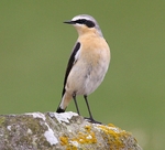 Northern Wheatear