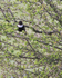 Ring Ouzel perched in a hawthorn bush at Linkey Down