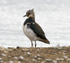 Lapwing (juvenile) at Otmoor's northern lagoon