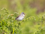Whitethroat - Sylvia communis
