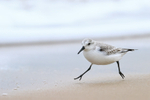 Sanderling running at low tide, Studland Bay, Dorset