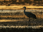 Sandhill Crane at South Pond, Bosque del Apache, New Mexico