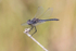 Black Pennant Dragonfly