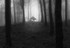 Foggy morning at Mullaghmeen forest, County Westmeath, Ireland.