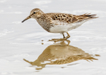 Pectoral Sandpiper 1