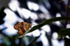 King Swallowtail Butterfly - DSC_4134