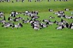 Barnacle Geese