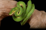 Reptiles & Amphibians portfolio