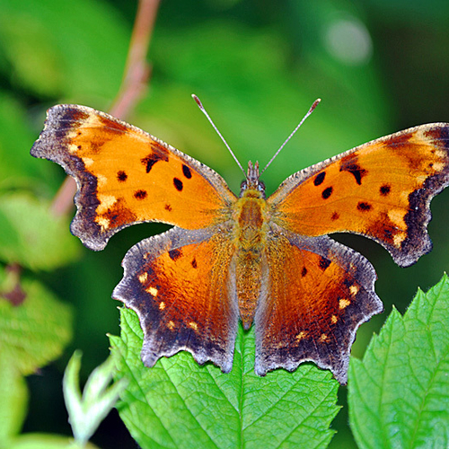 A Grey Comma butterfly.