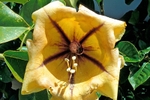 Trumpet Flower