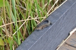 Common Lizard