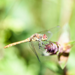 Female Common darter