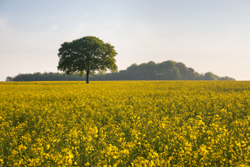 Meon Oak Tree - Yellow sunrise II