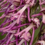 Man and Monkey Orchid Hybrid. Orchis x bergonii = Orchis anthropophorum x Orchis.simia.