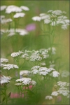 If Monet had Painted Yarrow