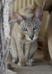 Frear-Cat