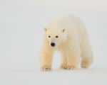 Polar Bear cub approaching, Svalbard, Norway