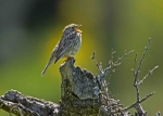 Corn Bunting